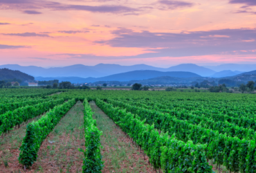Rise of Grenache: Exploring Its History & Popularity in Wine Production