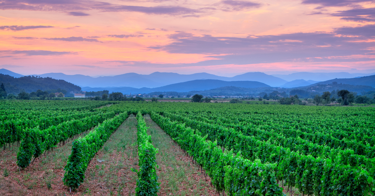 The vineyards of Languedoc-Roussillon in France is one of the places you can find Grenache grapes grown for wine production.