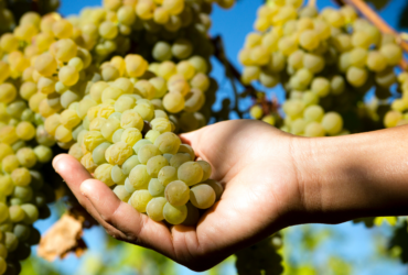 Viognier Wine Guide: Its History & Distinctive Characteristics