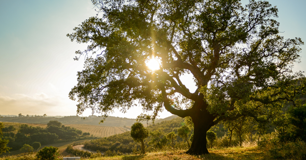 Explore the heart of sustainable winemaking in our captivating image: A thriving cork tree. Discover how this natural wonder plays a crucial role in eco-friendly wine production. Embrace the sustainable essence of cork in every sip. Learn more about our commitment to environmentally responsible winemaking.
