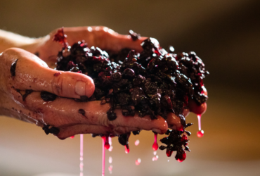 Sustainable Wine: Best Practices and How to Find Them