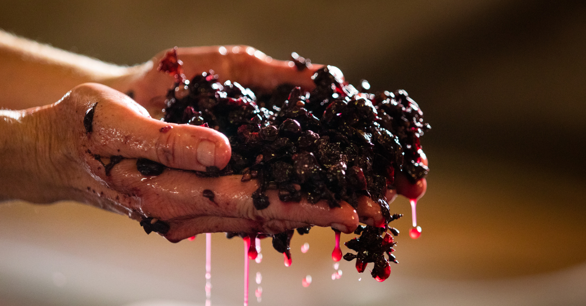 Discover the essence of sustainable winemaking through our captivating image: Hands delicately cradle luscious wine grapes. Explore the eco-friendly journey of grape to glass, embracing nature's harmony in every sip. Explore sustainable wine practices with us today.